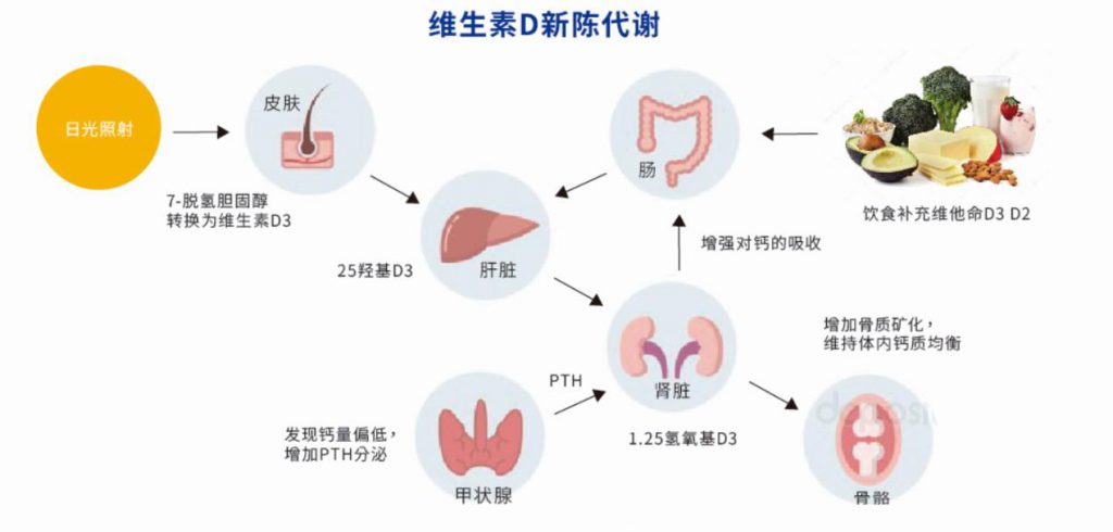 維生素 D 新陳代謝過(guò)程