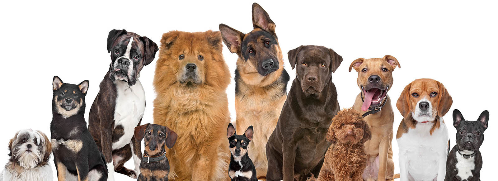 Dogs
