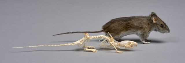 mouse